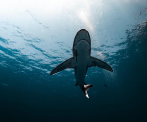U wybrzeży Nowego Jorku pojawiła się potężna Sharkzilla