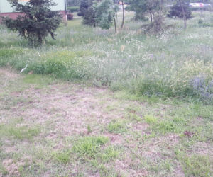 Znika bydgoski busz! To miały być oszczędności i walka z suszą. Ogrodnik ma inne zdanie