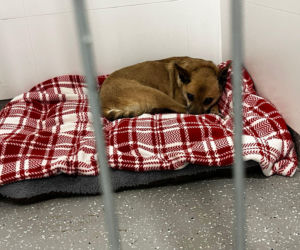 Świąteczny cud Zefira. Niewidomy pies znalazł dom dzięki jednemu zdjęciu