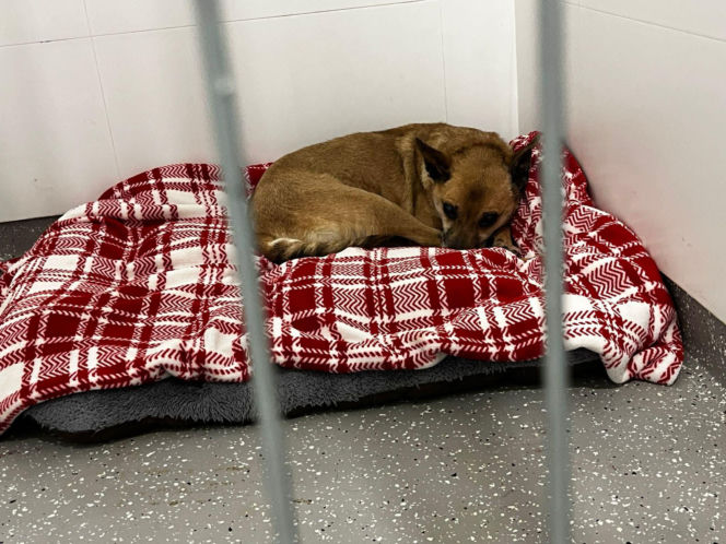 Świąteczny cud Zefira. Niewidomy pies znalazł dom dzięki jednemu zdjęciu