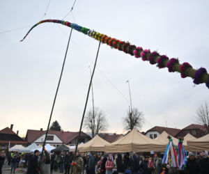 35 metrów i 80 centymetrów liczy palma, która zwyciężyła tegoroczny konkurs palm w Lipnicy Murowanej