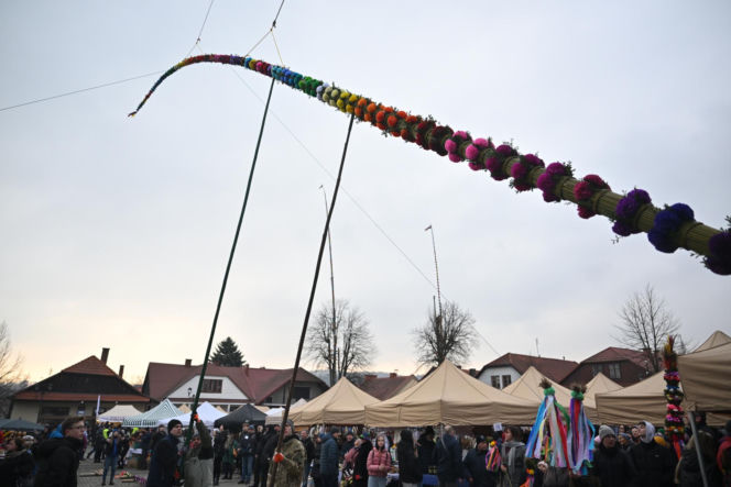 35 metrów i 80 centymetrów liczy palma, która zwyciężyła tegoroczny konkurs palm w Lipnicy Murowanej