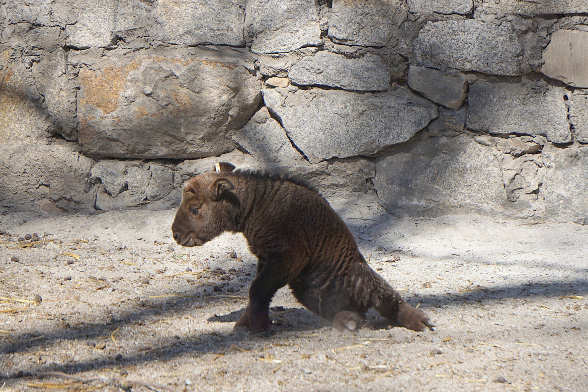 We wrocławskim zoo urodził się drugi w Polsce takin złoty