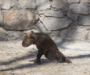 We wrocławskim zoo urodził się drugi w Polsce takin złoty