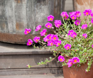 Portulaka wielkokwiatowa