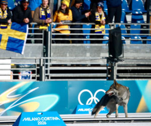 Pies biegł z zawodniczkami na trasie igrzysk