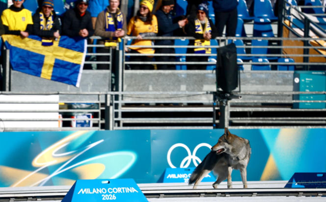 Pies biegł z zawodniczkami na trasie igrzysk