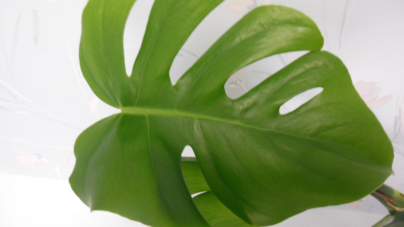 Filodendron