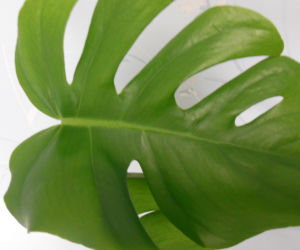 Filodendron
