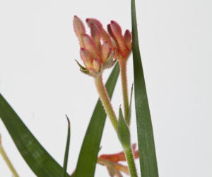 Anigozanthos