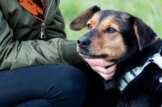 Zwierzęta zmieniają nasze życie na lepsze. Wielka akcja razem przeciw bezdomności