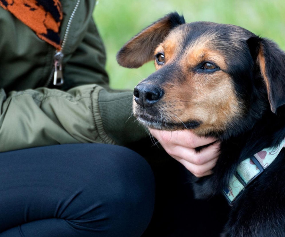 Zwierzęta zmieniają nasze życie na lepsze – Mars Polska wspiera programy adopcyjne, edukacyjne i terapeutyczne