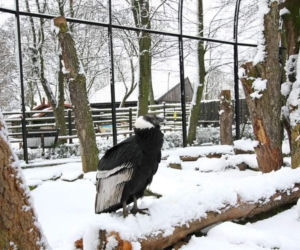 Zimowe harce na śniegu - zwierzaki z płockiego zoo szaleją ZOBACZ ZDJĘCIA!