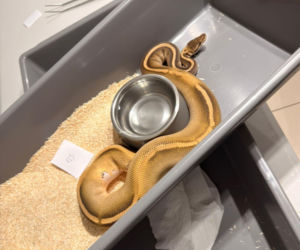 Krakowscy policjanci zabezpieczyli 148 pytonów królewskich