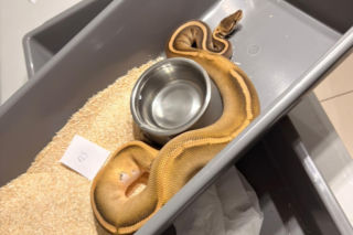 Krakowscy policjanci zabezpieczyli 148 pytonów królewskich