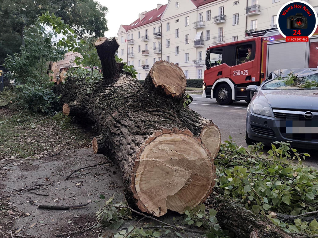 Drzewo spadło na sieć trakcyjną