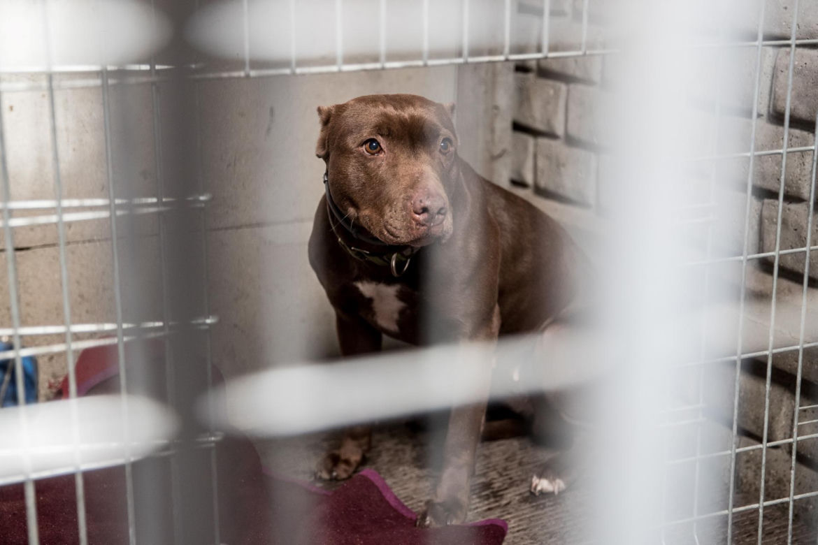 Mieszkańcy Krakowa chętnie adoptują psy w czasie koronawirusa