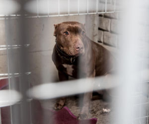 Mieszkańcy Krakowa chętnie adoptują psy w czasie koronawirusa
