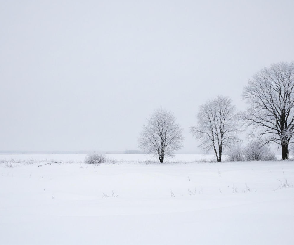 Zasypane śniegiem pole rozciąga się w kierunku horyzontu pod jasnoszarym niebem. Na pierwszym planie i w środkowej części dominują połacie białego, gładkiego śniegu, z rzadka wystającymi, drobnymi, suchymi trawami. Wzdłuż prawej strony obrazu, na drugim planie, stoją trzy drzewa o rozłożystych, bezlistnych koronach, których gałęzie pokryte są szadzią, oraz kilka mniejszych, krzaczastych zarośli, również oprószonych śniegiem. W oddali, na horyzoncie, widać rozmyty pas drzew lub krzewów, zanikających w zamglonym tle, tworząc minimalistyczny, zimowy pejzaż.