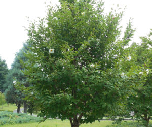 Stewarcja kameliowata