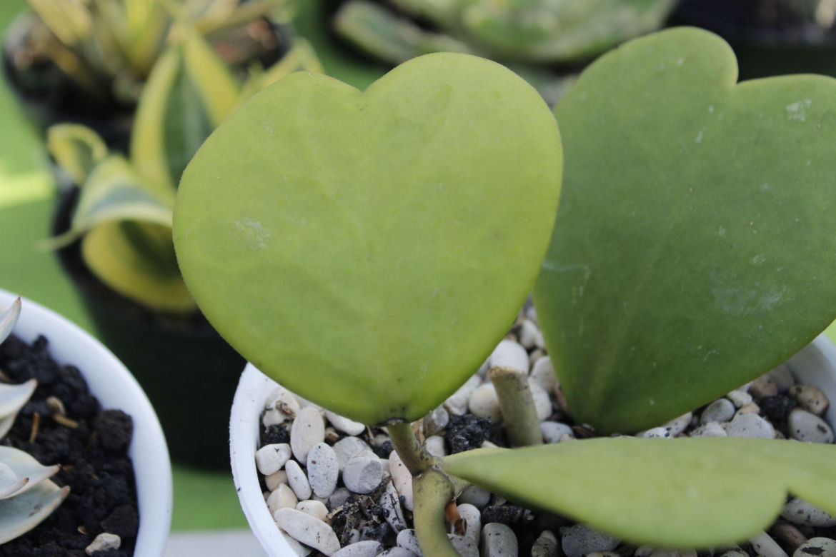 Hoya kerrii