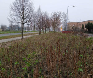 Park kieszonkowy w Siedlcach przy ul. Jagiełły