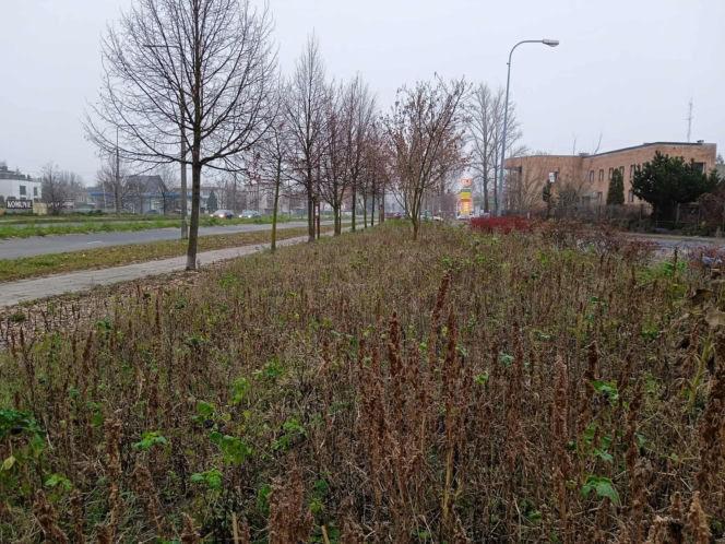 Park kieszonkowy w Siedlcach przy ul. Jagiełły