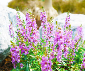 Angelonia