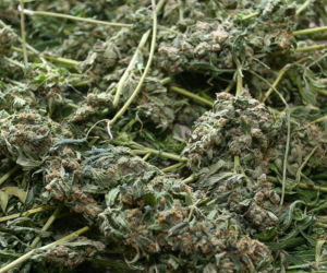 Lecznicza marihuana legalna