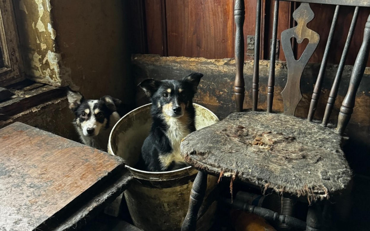 Czastary. Koszmar psów. Żyły wśród zwłok i odchodów innych zwierząt [ZDJĘCIA].