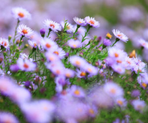 Aster nowoangielski