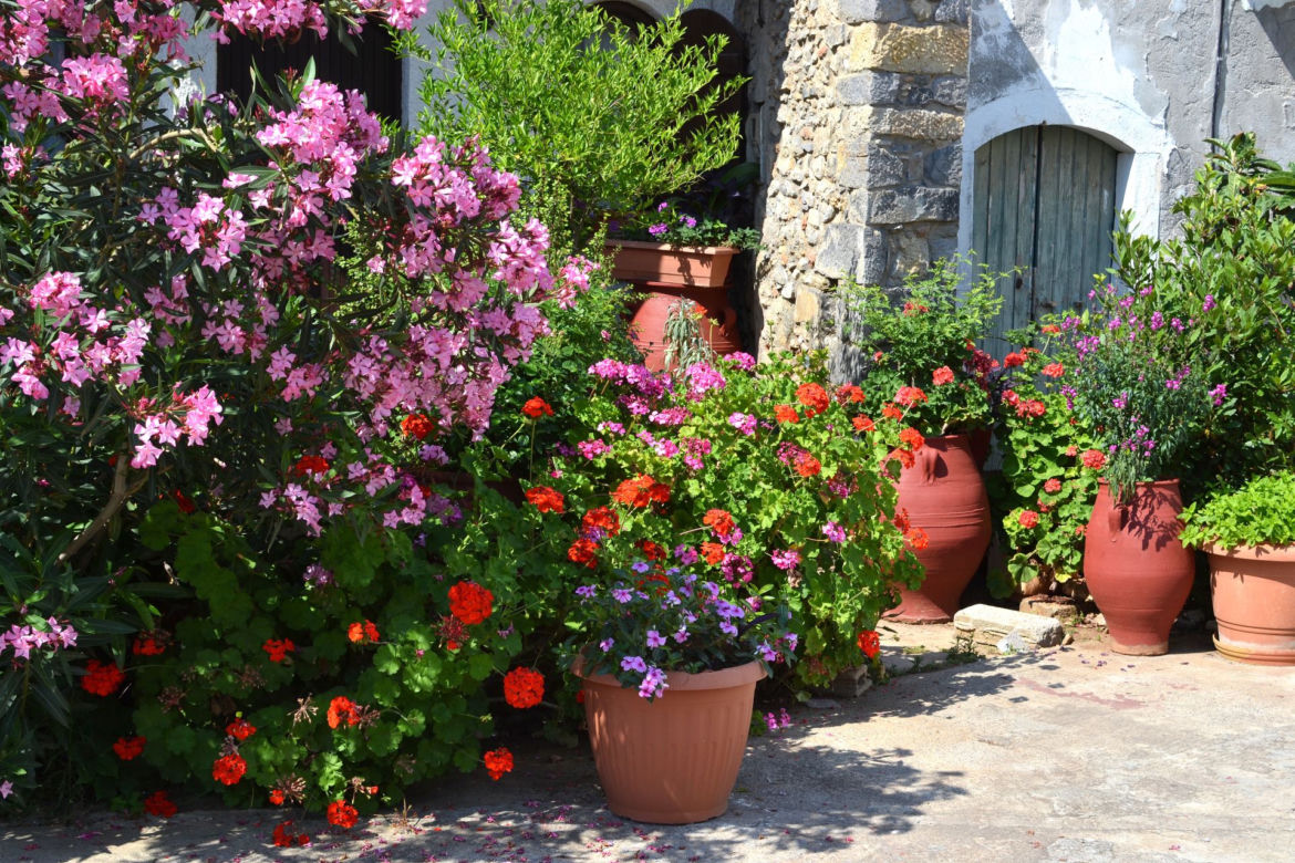 Oleander na Krecie