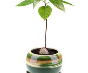Awokado