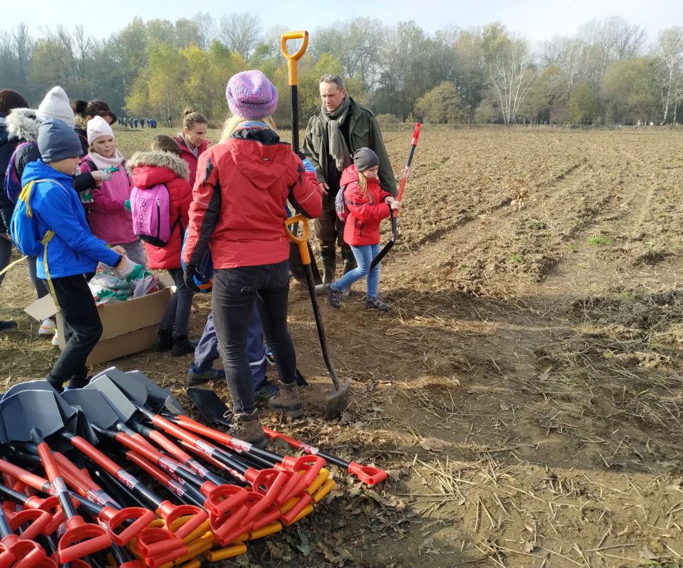 Kraków: Urzędnicy chcą zasadzić 7 000 000 drzew w ciągu 20 lat. Ekolodzy są sceptyczni [AUDIO]