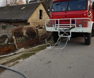 Byk zabił gospodarza bo wystraszył się kundelka