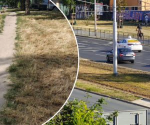 Wrocław jak pustynia! Miasto wysycha na wiór. Przerażające zdjęcia