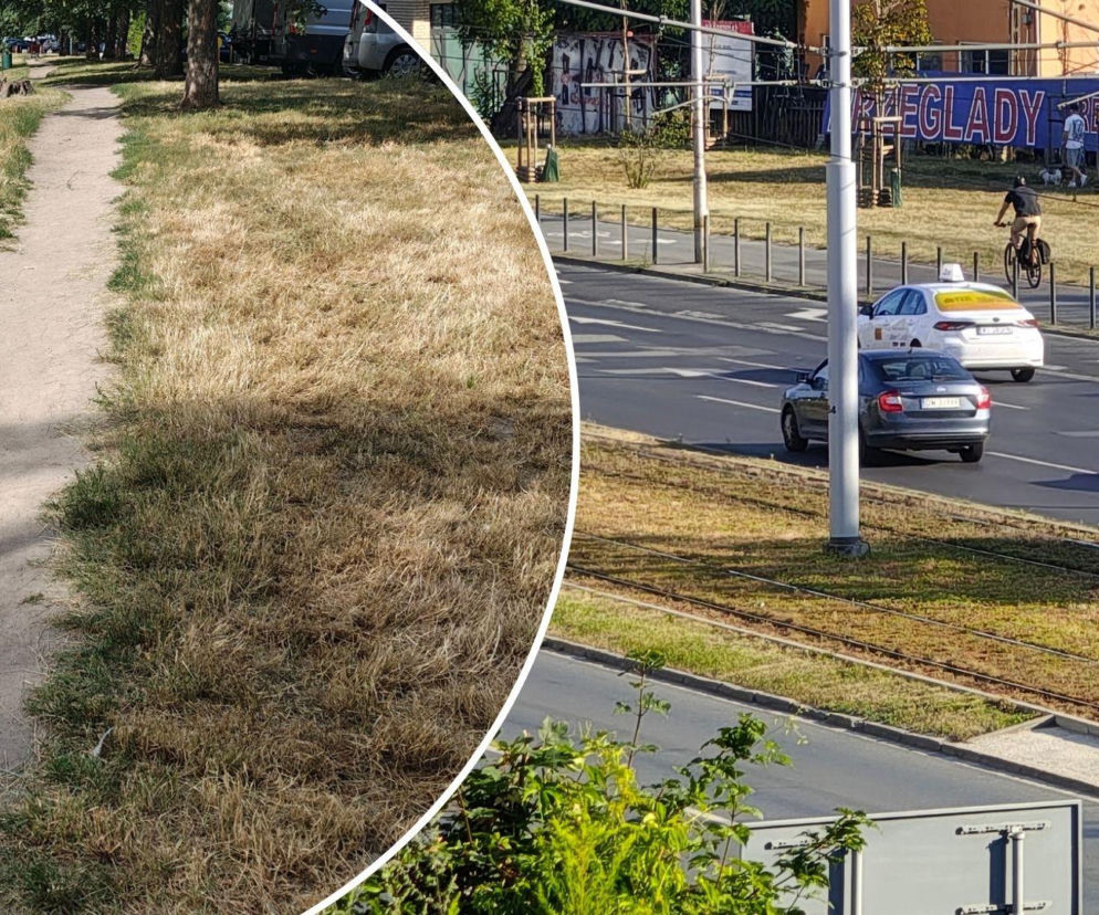Wrocław jak pustynia! Przerażające widoki w parkach i na osiedlach