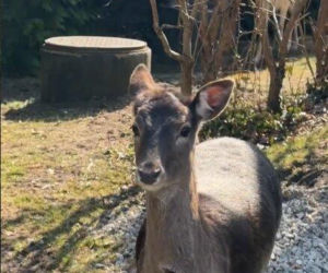 Szokujące nagranie z ogrodu Ewy Gawryluk! Takich gości się nie spodziewała