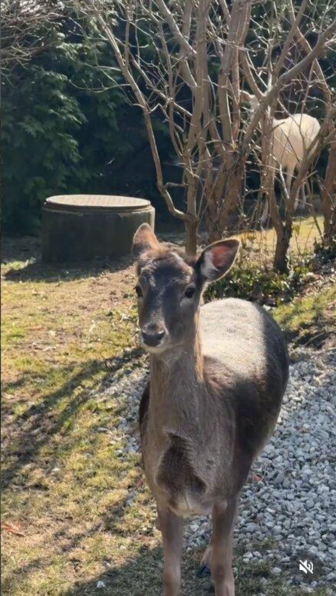 Szokujące nagranie z ogrodu Ewy Gawryluk! Takich gości się nie spodziewała