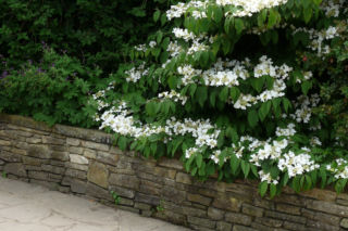 Kalina japońska 'Mariesii' - Viburnum plicatum 'Mariesii'