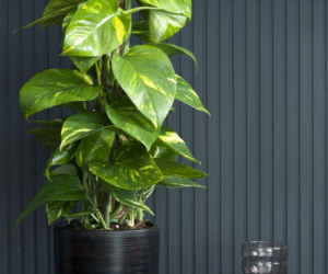 Epipremnum