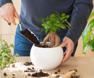 W jaką ziemię przesadzić Ficus microcarpa 'Ginseng'?