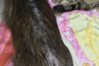 Piekło za zamkniętymi drzwiami. 18 zwierząt żyło wśród robactwa i śmieci!