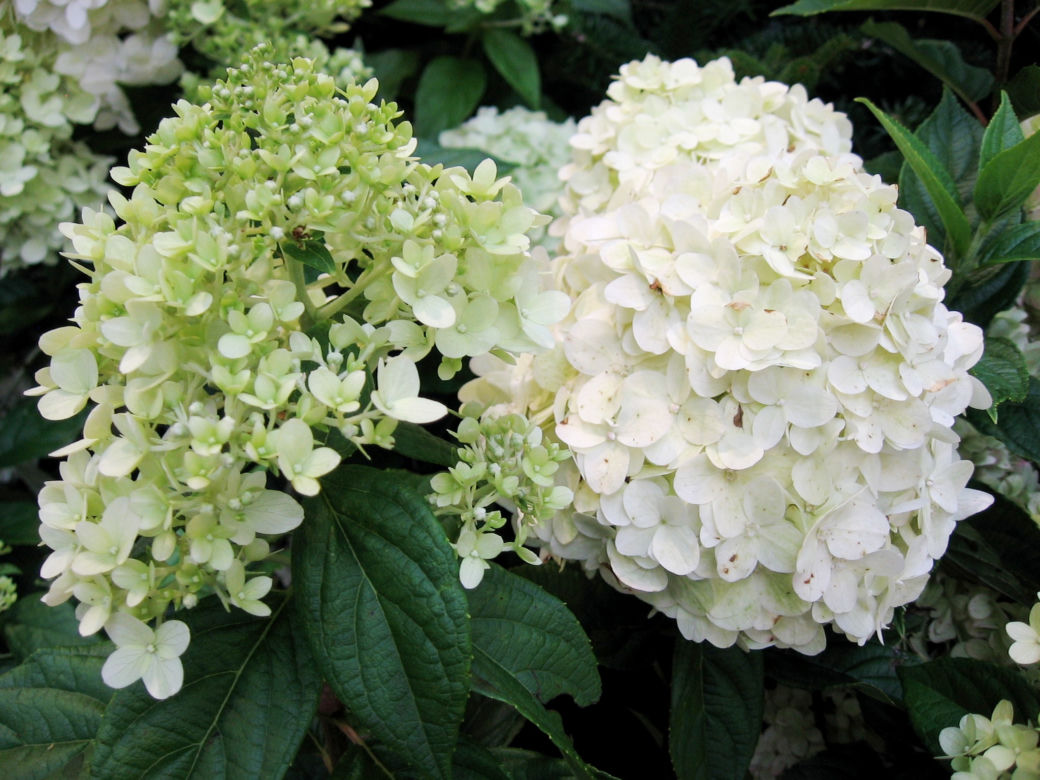 Hortensja bukietowa 'Limelight' 