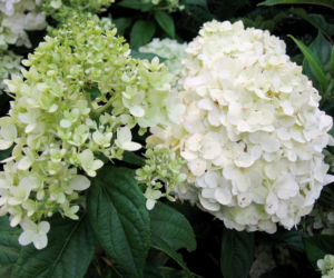 Hortensja bukietowa 'Limelight' 