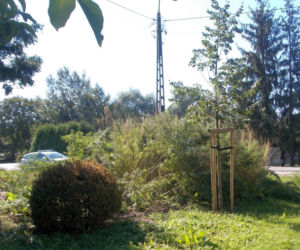 Miejska plantacja konopi w Wilanowie
