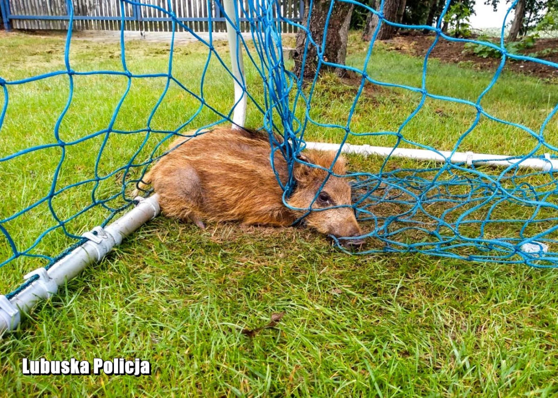 Dziki zaplątały się w siatkę. Mogły się udusić