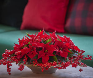 Misa wypełniona mini gwiazdami betejemskimi