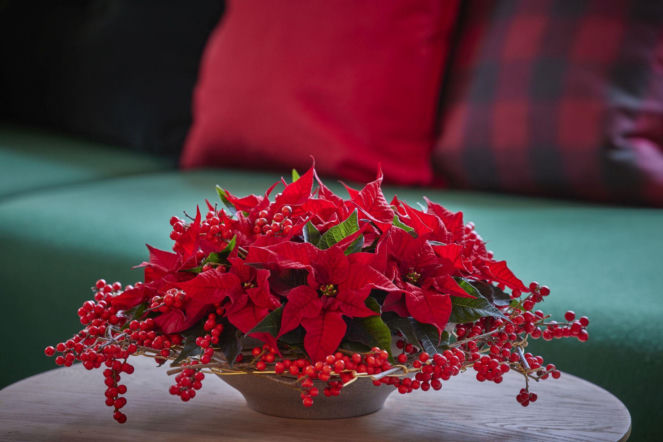 Misa wypełniona mini gwiazdami betejemskimi