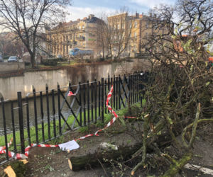 Nad Prosną w centrum Kalisza wycięto robinie akacjowe